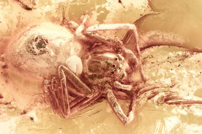 Detailed Fossil Spider (Araneae) In Baltic Amber #381569